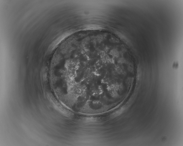 X0000113981401200910021125