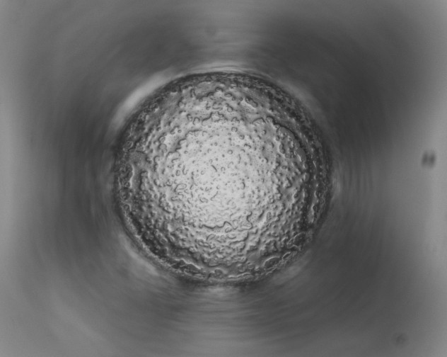 X0000113981406200910021125