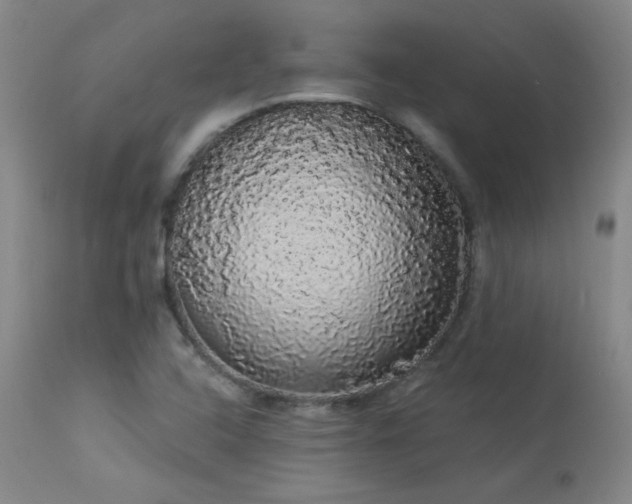 X0000113981408200910021125