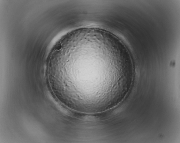 X0000113981424200910021125