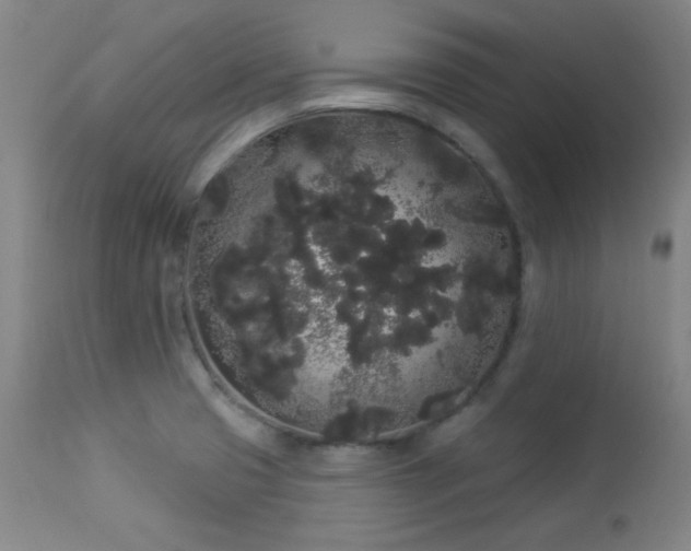 X0000113981425200910021125