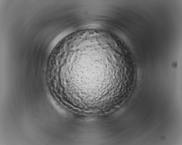 X0000113981426200910021125