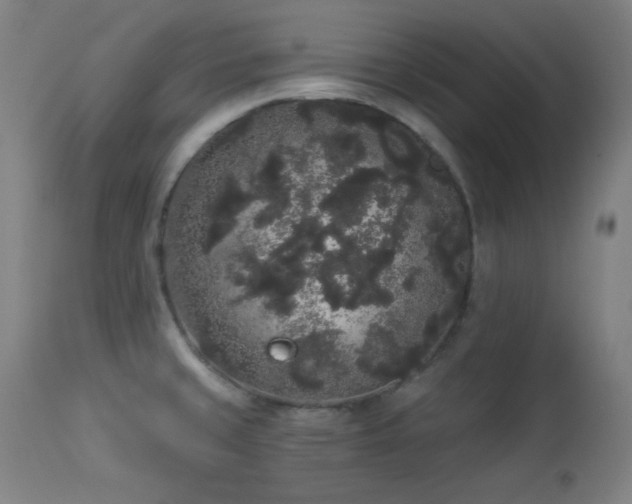 X0000113981429200910021125