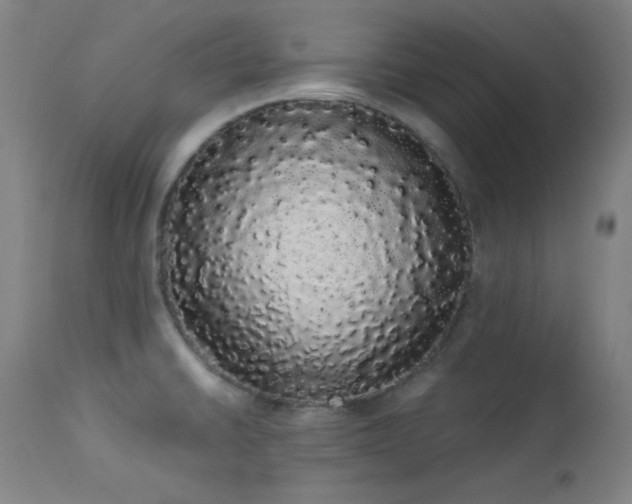 X0000113981430200910021125