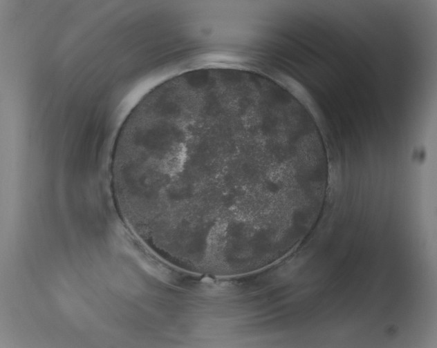 X0000113981435200910021125