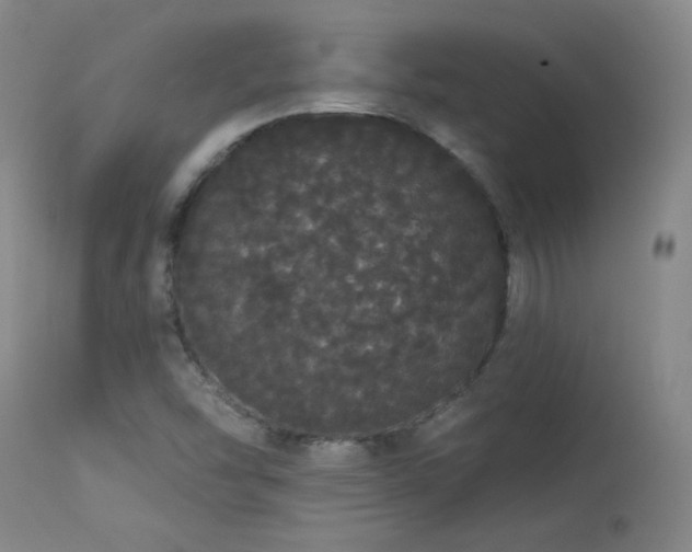 X0000113981454200910021124