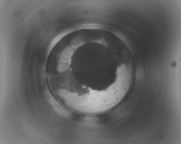X0000113981466200910021124