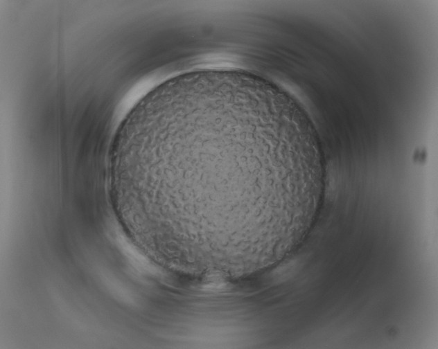 X0000113981467200910021124