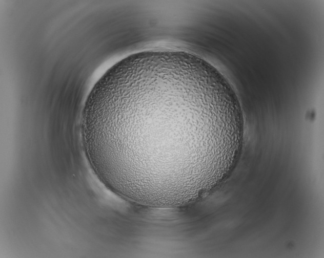 X0000113981486200910021124