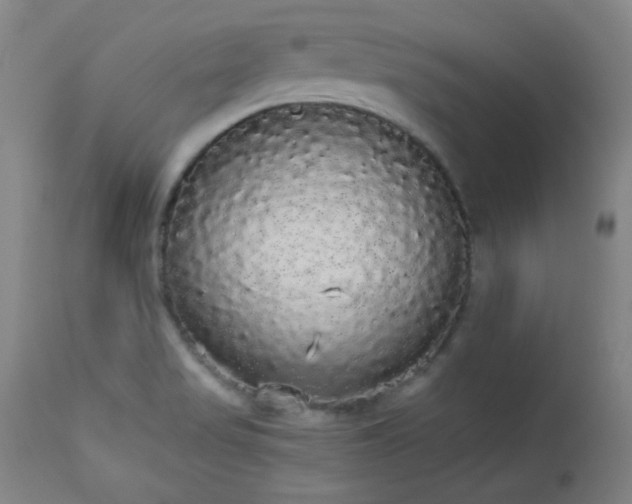 X0000113981517200910021124