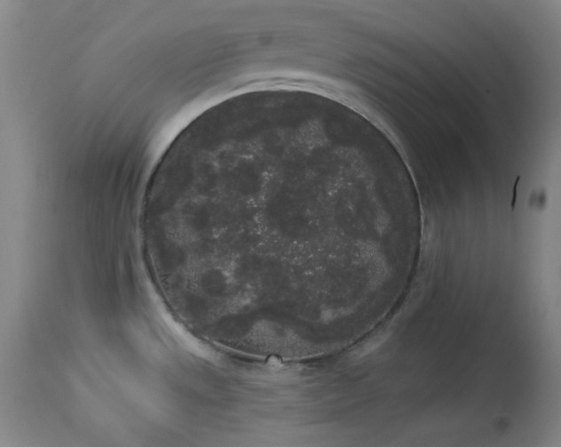 X0000113981533200910021124