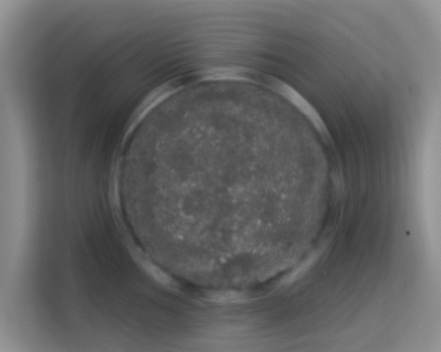 X0000113981002200910091314