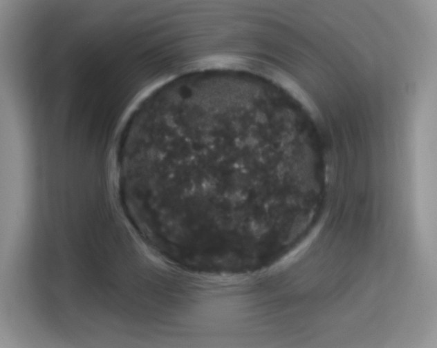 X0000113981117200910091312