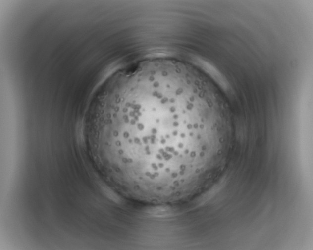 X0000113981186200910091312