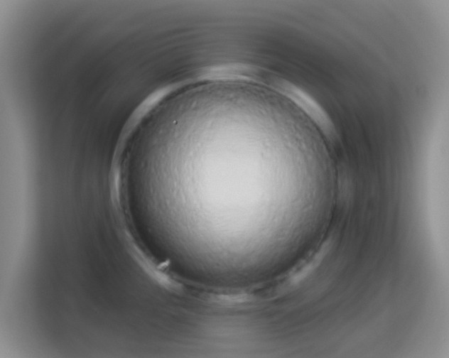 X0000113981196200910091312