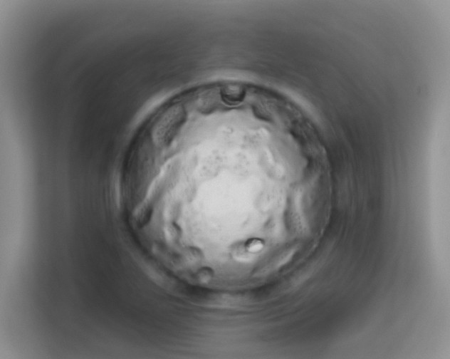 X0000113981271200910091310