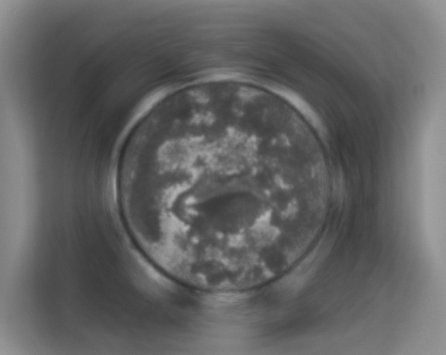 X0000113981294200910091310