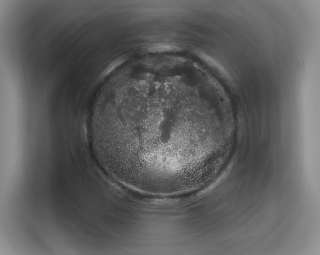 X0000113981305200910091310