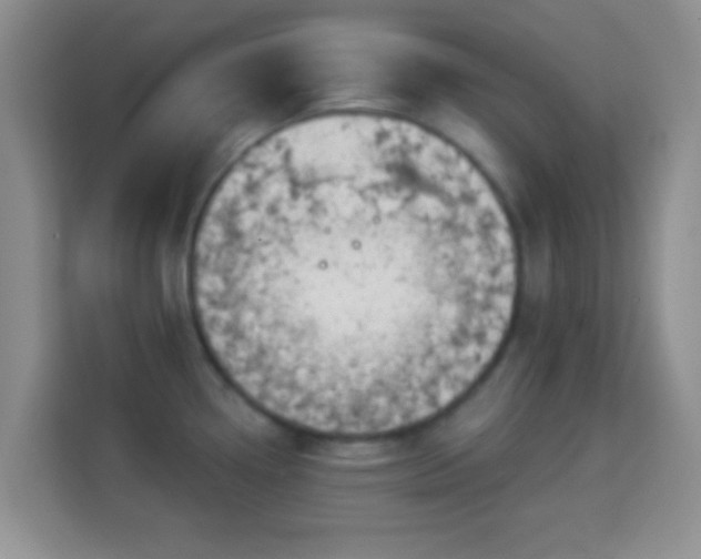 X0000113981338200910091310