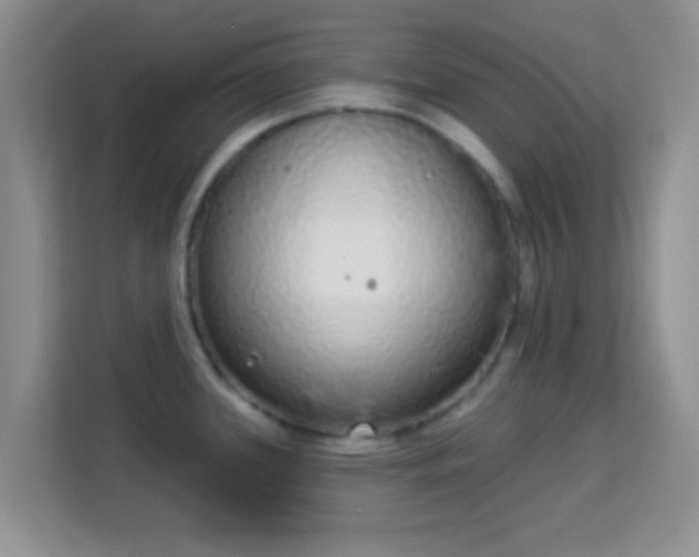 X0000113981339200910091310