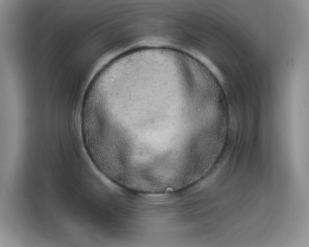 X0000113981343200910091310