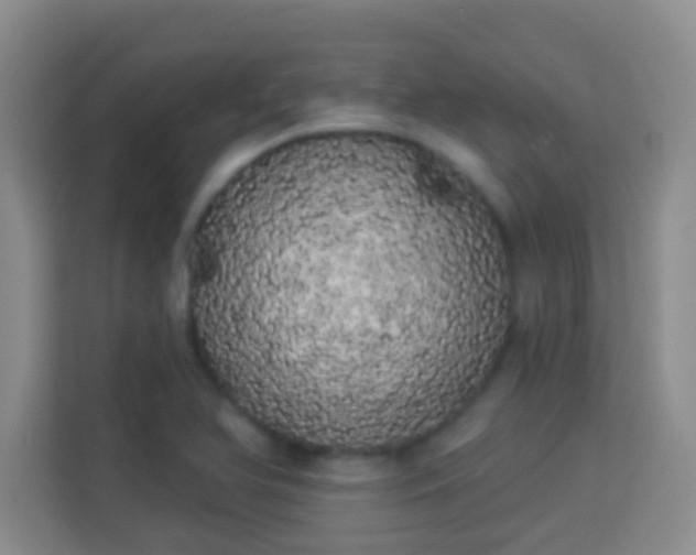 X0000113981366200910091309