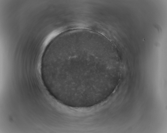 X0000113980006200910161634