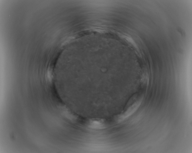 X0000113980285200910161630