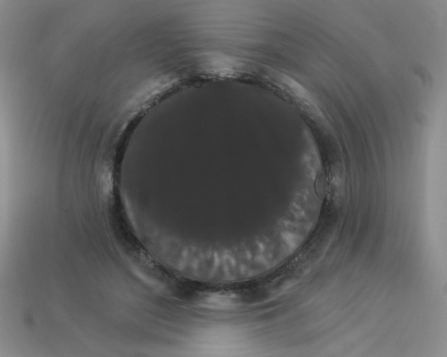 X0000113980500200910161625