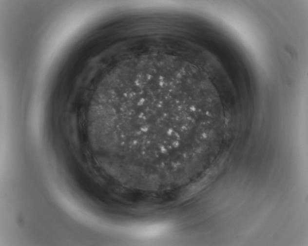 X0000113980765200910161622