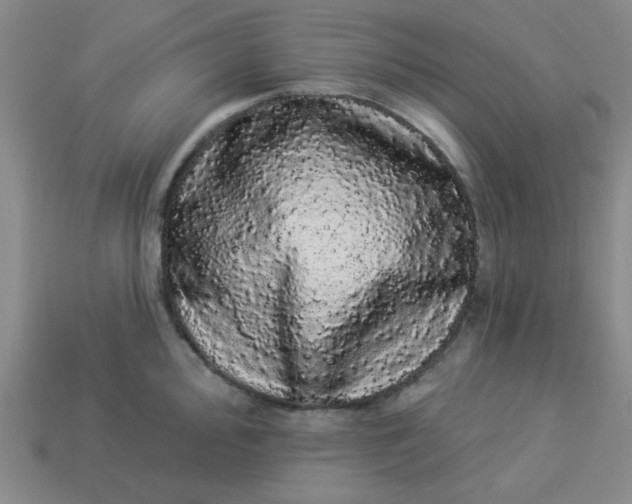 X0000113981000200910161618