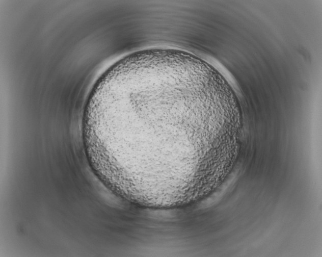 X0000113981004200910161618