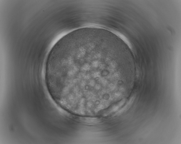 X0000113981007200910161618