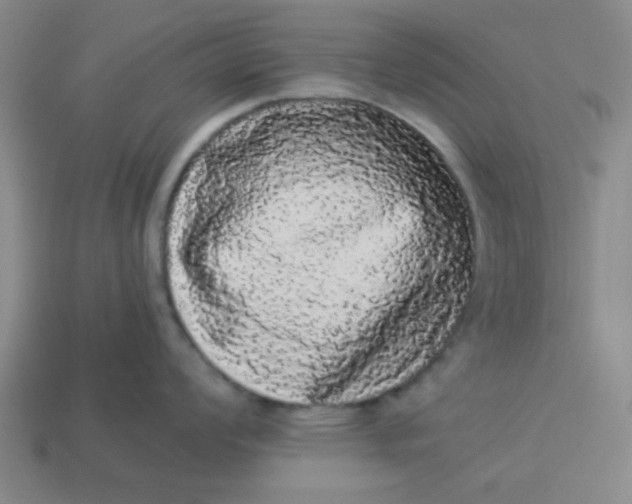 X0000113981008200910161618