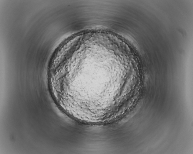 X0000113981038200910161618