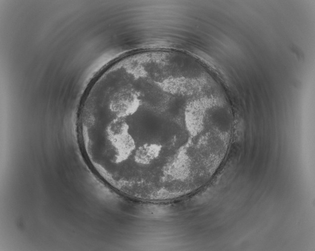 X0000113981086200910161617