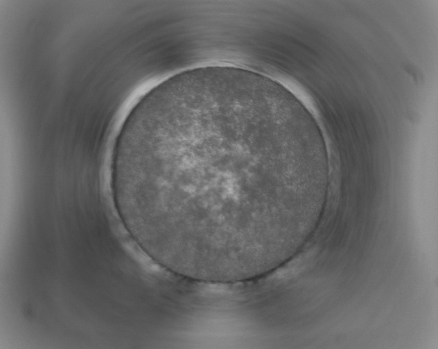 X0000113981104200910161617