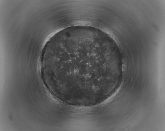 X0000113981117200910161616