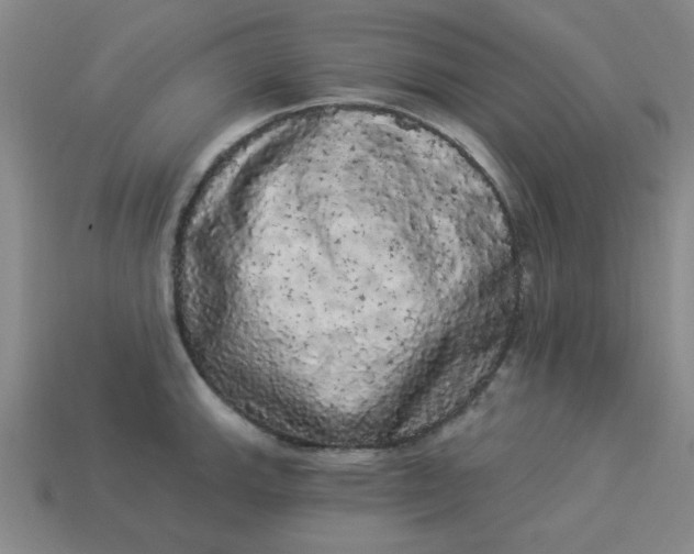 X0000113981143200910161617