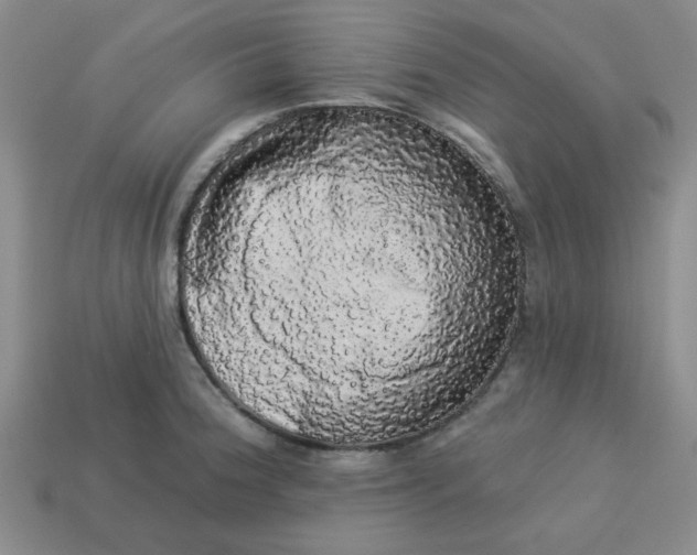 X0000113981188200910161615