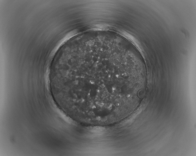 X0000113981235200910161615