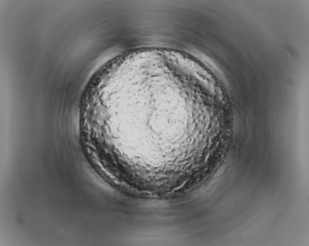 X0000113981238200910161615