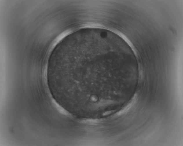 X0000113981245200910161615