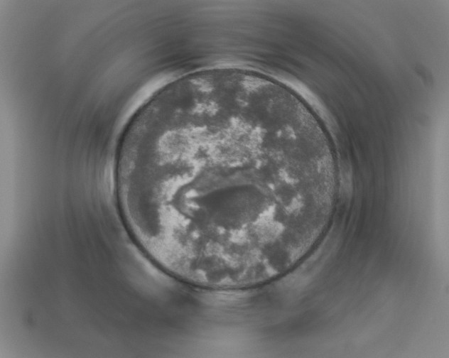 X0000113981294200910161614