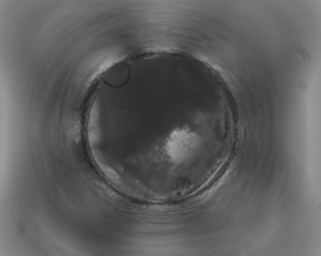 X0000113981306200910161613