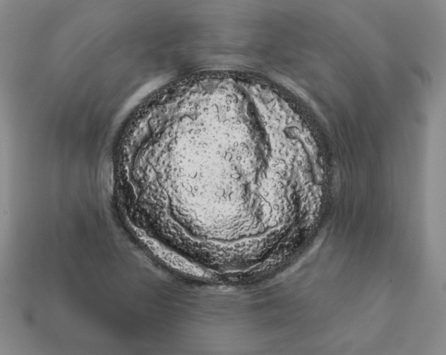 X0000113981317200910161613