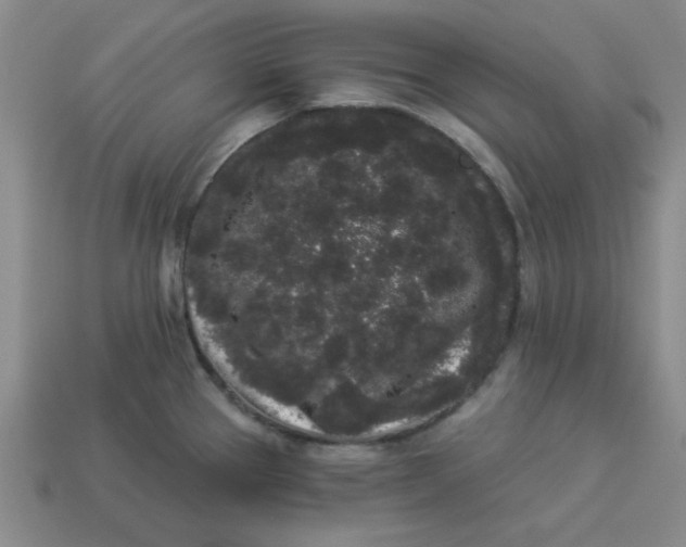 X0000113981337200910161614