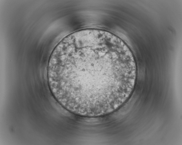 X0000113981338200910161614