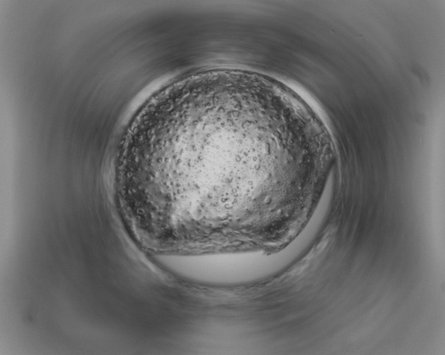 X0000113981341200910161614