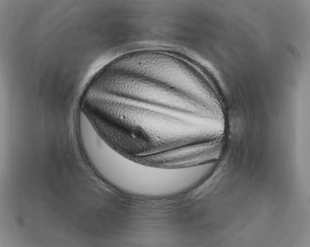 X0000113981365200910161613